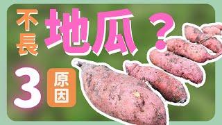 種的不是地瓜，是寂寞？不長地瓜的3個原因| How to grow Sweet Potato |《葛斯怎麼種》47