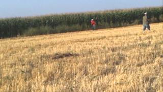 preview picture of video 'Quail hunting in Turkey'