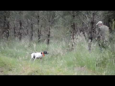 Chasse à la caille avec mon jeune pointer de 1 an