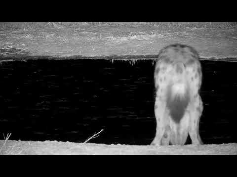 Djuma: Lone Hyena drinks at the pan - 23:48 - 09/23/21