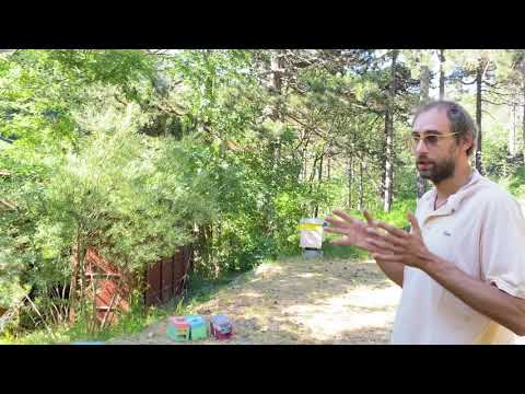 Selezione Api Regine Stazione di fecondazione isolata-piano degli accoppiamenti 2021-queen bees