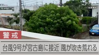 【速報】台風9号が接近する宮古島　強風で木や電線が揺れる