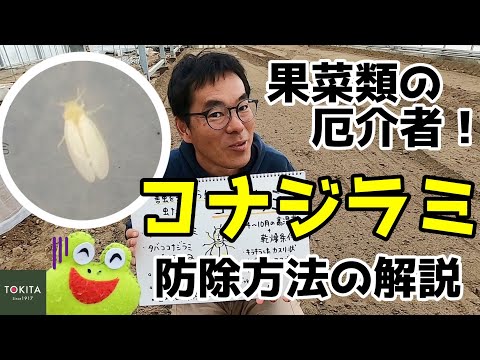 なぜ私の植物にコナジラミがいるのですか