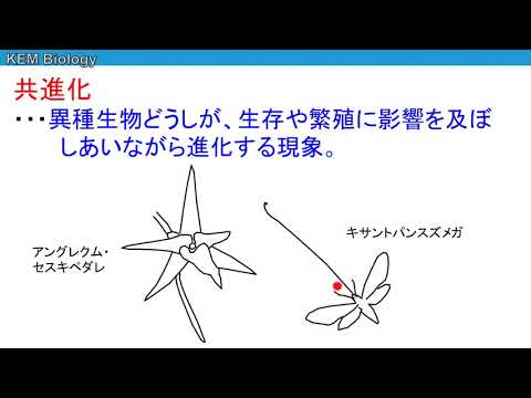 アングレカムについて詳しく解説