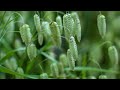 Grow A Long Greater Quaking Grass Briza Maxima