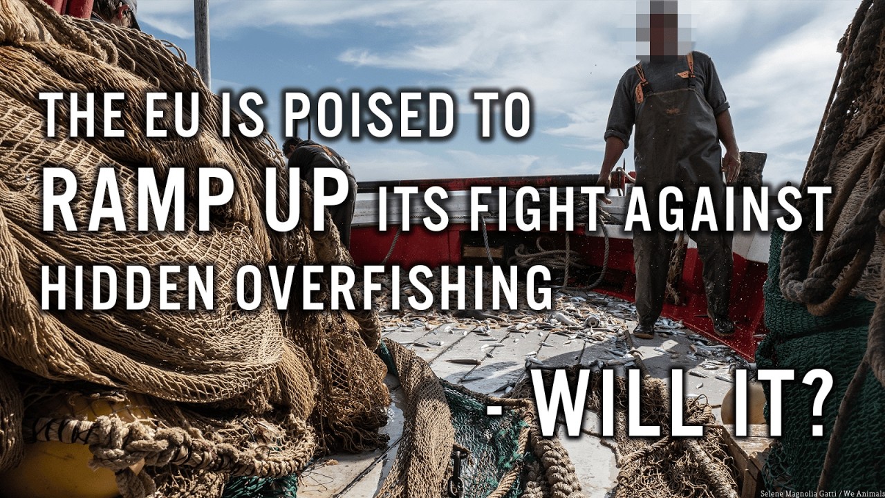 The EU is poised to ramp up its fight against hidden overfishing - will it?