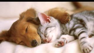 *VIVO SONHANDO*  - * (DREAMER)* - *João Gilberto/Stan Getz*