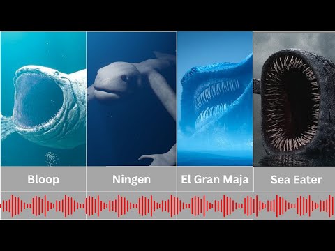 Sea Monsters Compilation (With Audio)