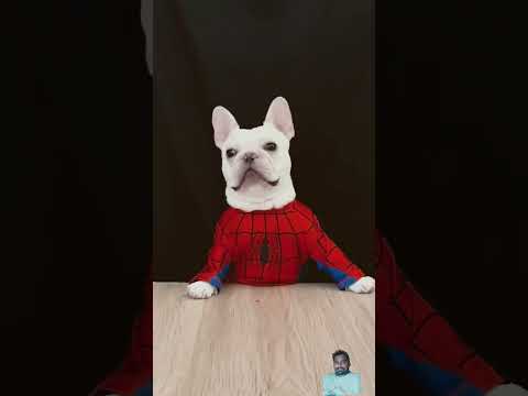 #funny #dog #comedy #pets #cutedog #trending