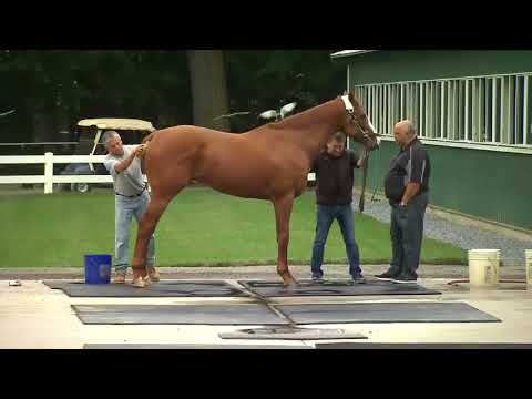 LI Belmont Stakes Justify