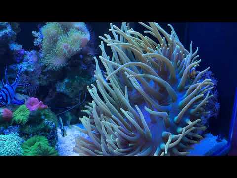 Akwarium morskie 300 litrów update