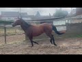 Super jument 3 ans, +-1m70, bwp