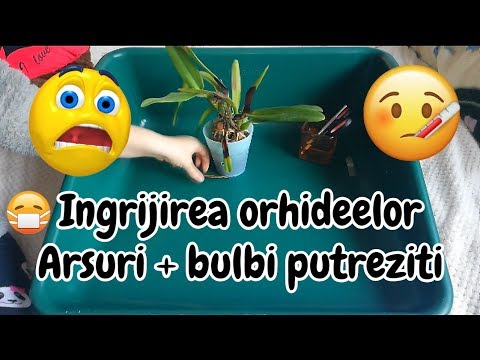 , title : 'Ingrijirea Orhideelor - Probleme fungice, bacteriene, arsuri solare'