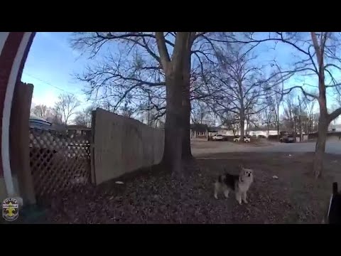 Hero dog helps LMPD find missing child