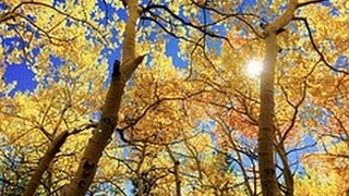 Musica per Rilasciare la Tensione e Svuotare la Mente da Pensieri Negativi