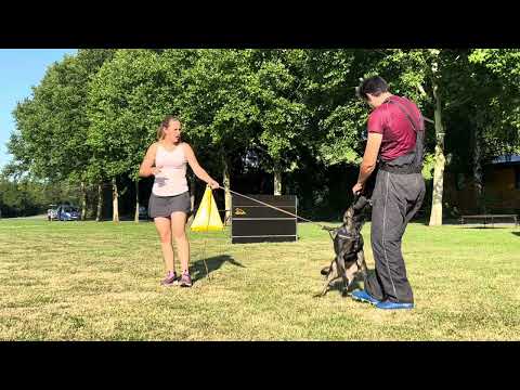 Rachel z Jukasu - protection training - 6 months old