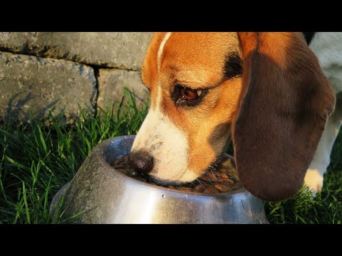 Can Goats Eat Dog Food? 🐶 (Health Benefits/Risks)