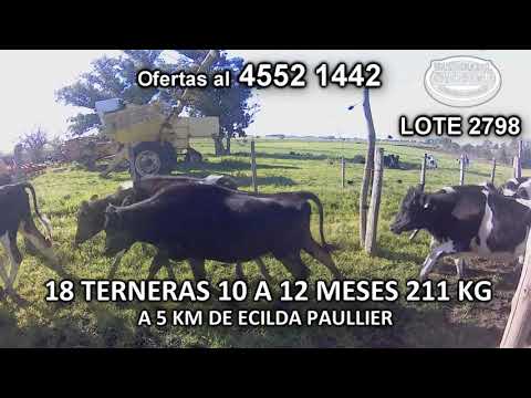 Lote 18 Terneras 14 HO- 4 KIWI 211 Kgkg -  en Ruta 11- A 5 Km de Ecilda Puallier