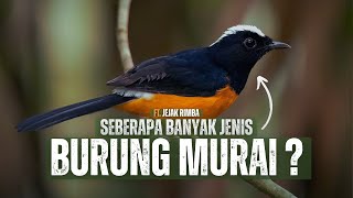 Download lagu Murai Batu: Evolusi, Jenis dan Adaptasinya di Habitat Alami mp3 Download lagu Murai Batu: Evolusi, Jenis dan Adaptasinya di Habitat Alami mp3