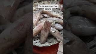 Download lagu The difference between squid and cuttlefish mp3