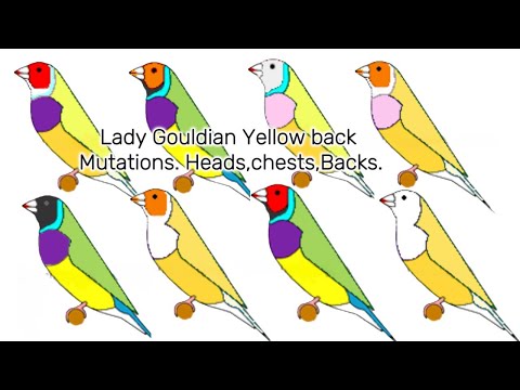 Yellow DF & SF Gouldian Mutation || All Colour / Difference between SF & DF || Mubeen awan