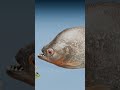 Leech Vs Vampire Bat
