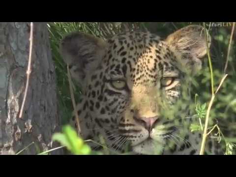 March 08, 2017- Sunset Drive- Hosana resting in the shade with Brent on Bushwalk