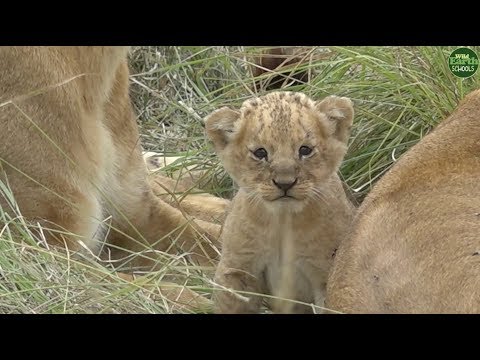 Moment of the Week: Tiny little lion cub meets its family of aunts
