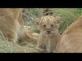 Moment Of The Week Tiny Little Lion Cub Meets Its Family Of Aunts