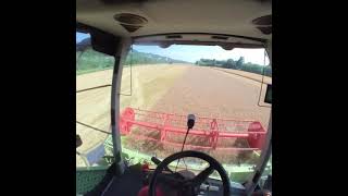 Wheat harvest 2021 day4