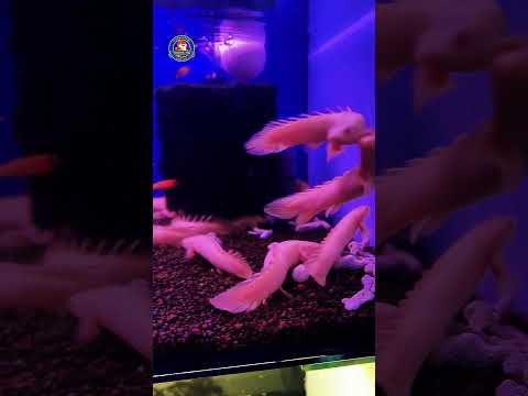Video Thumb