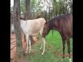 Big Horse Mating With Little Donkey Breeding Animals Mating Education Purpose