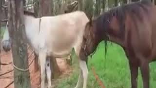 Big Horse Mating With Little Donkey  Breeding Animals Mating|| Education Purpose||