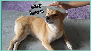 Pretending to Pet my Dog || Funny Reaction || Hero the Shiba inu