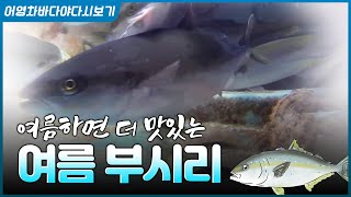방어와 한끗차이인 부시리! 여름에는 부시리가 더 맛있는거 아세요??? 홍도에서는 부시리김치찌개를 먹는데요! …