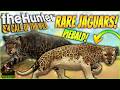The Great One Jaguar Grind Delivered A Piebald Pseudo Melanistic Jaguar Call Of The Wild