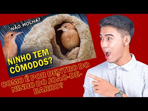 Como é Por Dentro do Ninho do João De Barro? Conheça as Lendas!