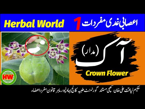 Aak Plant Benefits & Beauty  | Crown Flower | Herbal world