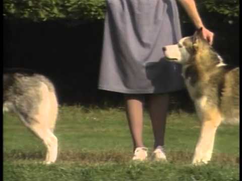 Siberian Husky breed video