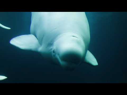 Lesson 11 - Climate Change and Greenland's Sea Mammals