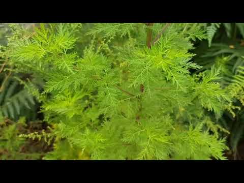 Artemisia annua - natürlich vollkommen unwirksam