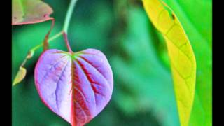 Cowboy Junkies - &quot;Bea&#39;s Song&quot;