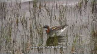 preview picture of video 'Shetland Birds - A Red necked Phalarope on Fetlar'