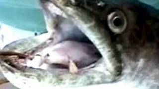preview picture of video 'Giant Eel of Sulawesi .,.,.,.,.,.,.,.,.,Ƣݔҩᾫ٨ӷ quaoar'