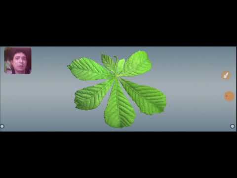 Histologia das folhas em 3d