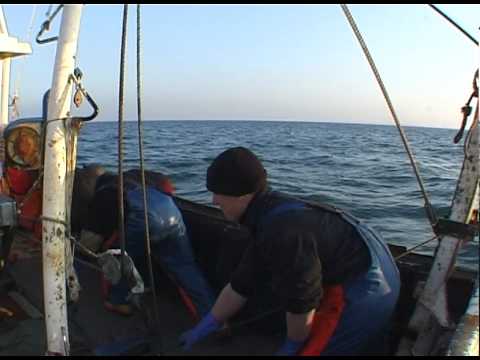 scalloping.mov