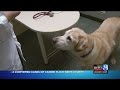 3 confirmed cases of canine flu in Michigan - YouTube