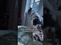Dog Tried To Warn Owner #paranormal #pets