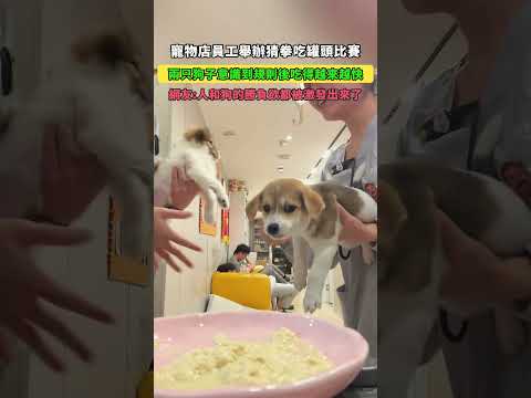 寵物店員工私下舉辦猜拳吃罐頭比賽！兩只狗子意識到規則後，吃得越來越快！網友：人和狗的勝負欲都被激發出來了！ #大熱門
