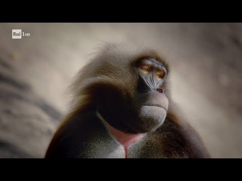 Il mondo delle scimmie - Superquark - 11/08/2021